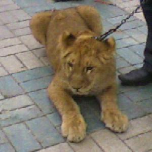 Бислан Дагиров