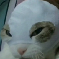 Дима Степанов