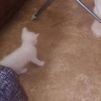 Ранис Ямилов