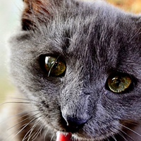 Никита Кубылькин