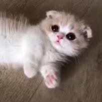 Сакито Басарич