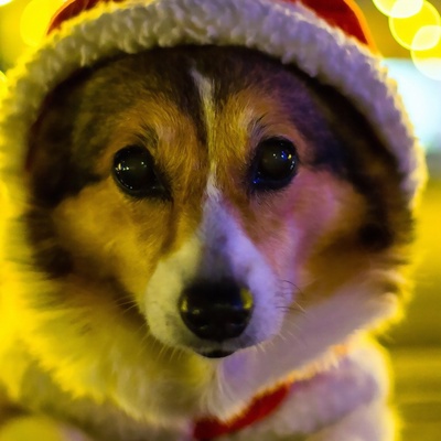 Никита Шаповалов