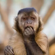 PanicMonkey