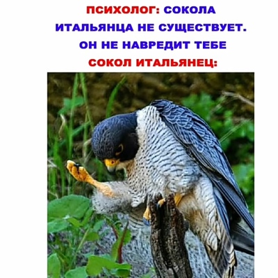Grigore Iapara
