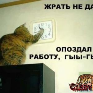 xray бобик