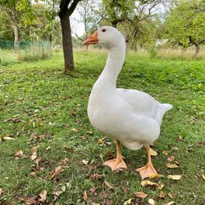 Гусь_Валерка